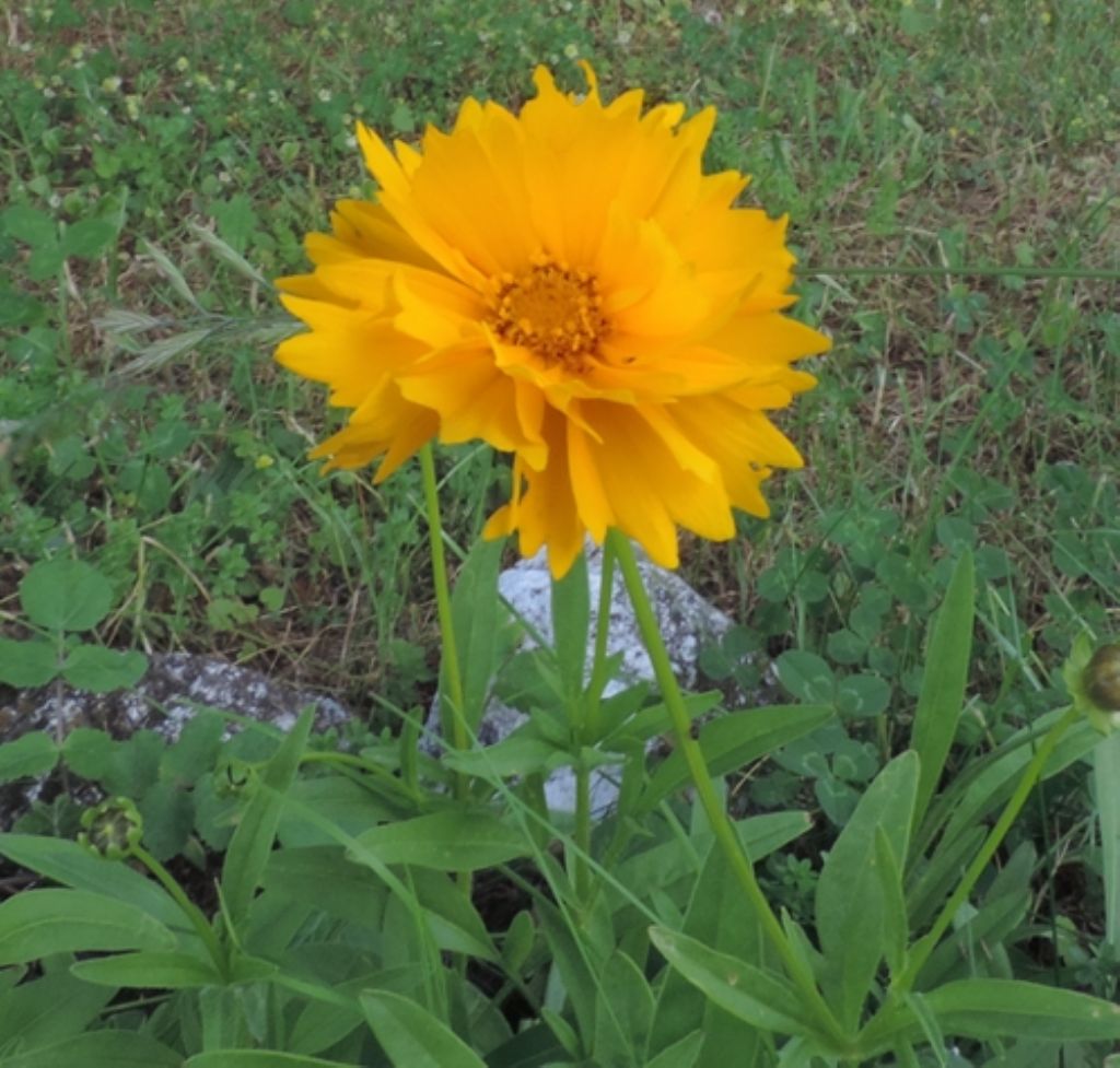 Coreopsis lanceolata (Asteraceae),...probabilmente 